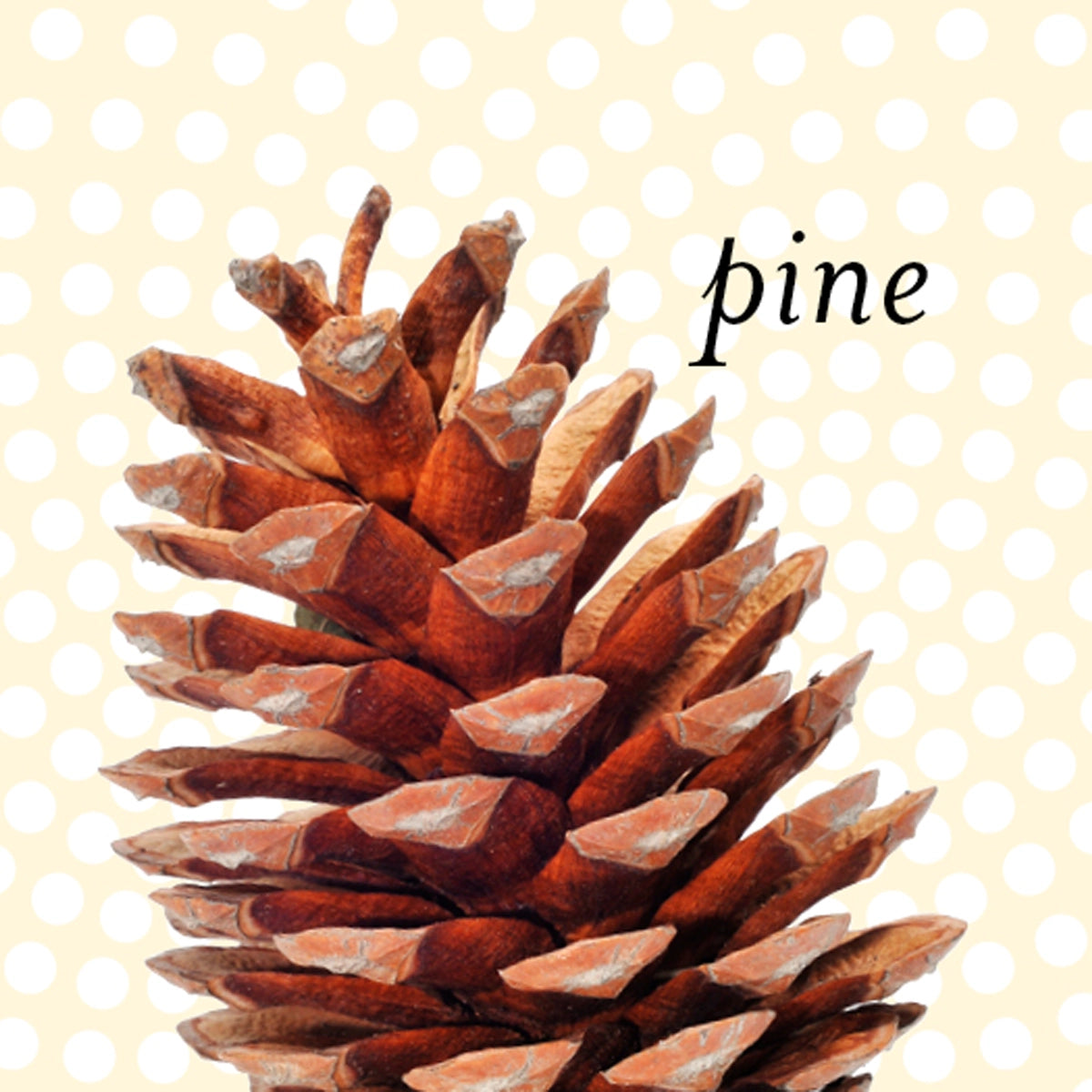 Pine