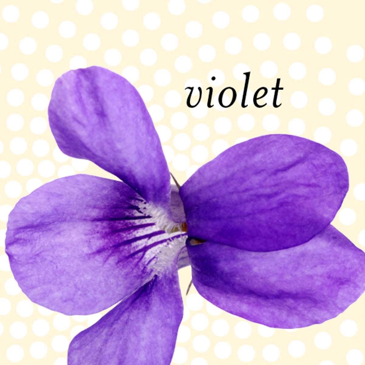 Apple Blossom, Pine, Violet, Gardenia